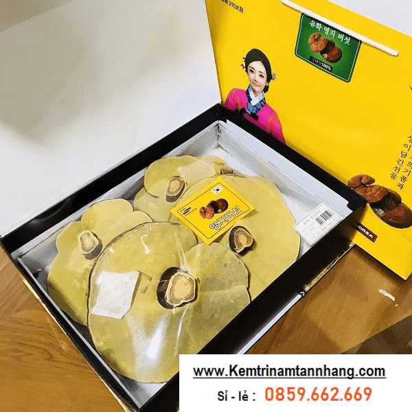 Nam-linh-chi-cao-cap-han-quoc